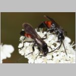 Evagetes alamanicus - Wegwespe m001c 7mm - OS-Hasbergen-Lehmhuegel-det.jpg